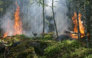 Das Bild zeigt ein Feuer im Wald