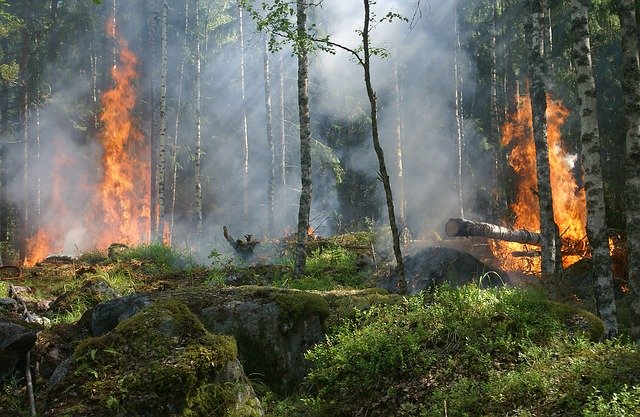 Das Bild zeigt ein Feuer im Wald